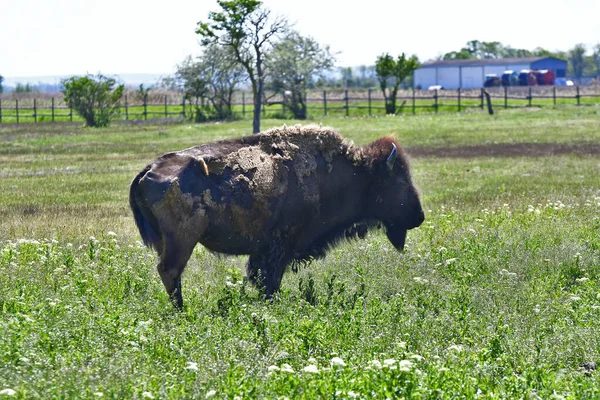 Austria Bisonte Granja Parque Nacional Neusiedler See Seewinkel Parte Eurasian —  Fotos de Stock