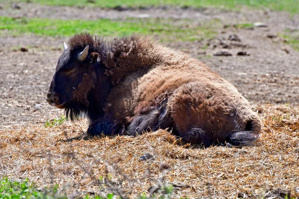 Rakousko Evropský Bizon Farmě Národním Parku Neusiedler See Seewinkel Součást — Stock fotografie