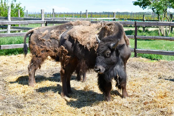 Autriche Ferme Élevage Bisons Dans Parc National Neusiedler See Seewinkel — Photo