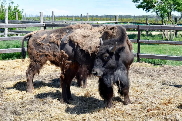 Itävalta Biisonien Kasvatuslaitos Neusiedler See Seewinkelin Kansallispuistossa Osa Euraasian Aroa — kuvapankkivalokuva