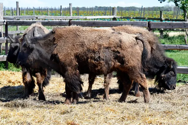 Austria Granja Para Cría Bisontes Parque Nacional Neusiedler See Seewinkel —  Fotos de Stock