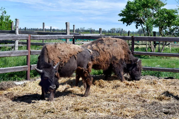 Austria Granja Para Cría Bisontes Parque Nacional Neusiedler See Seewinkel —  Fotos de Stock