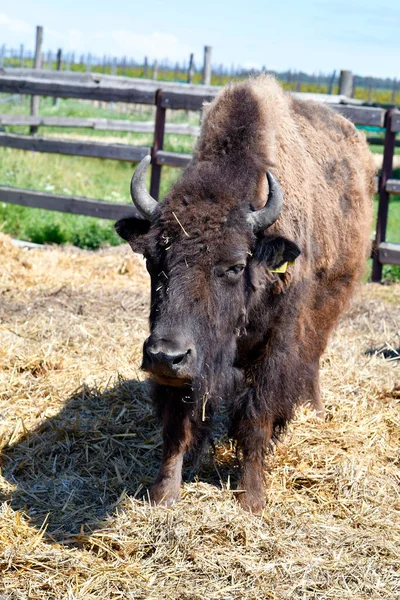 Austria Farm Bison Breeding Neusiedler See Seewinkel National Park Part — Stock Photo, Image