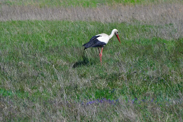 Austria Cigüeña Blanca Parque Nacional Neusiedler See Seewinkel Burgenland Parte — Foto de Stock