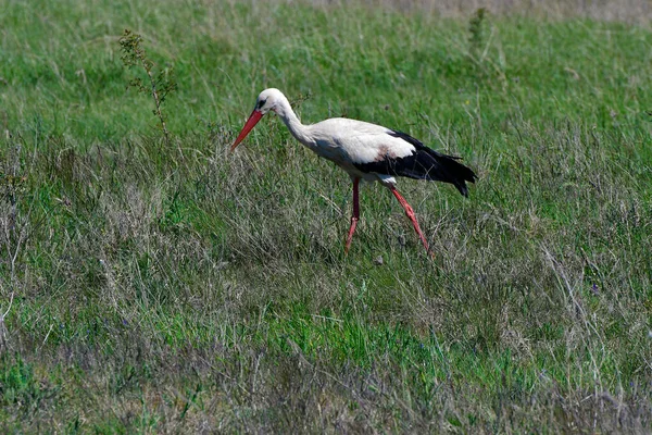 Austria White Stork National Park Neusiedler See Seewinkel Burgenland — Stock Photo, Image