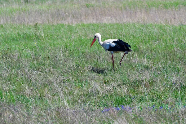 Austria White Stork National Park Neusiedler See Seewinkel Burgenland Part — Stock Photo, Image