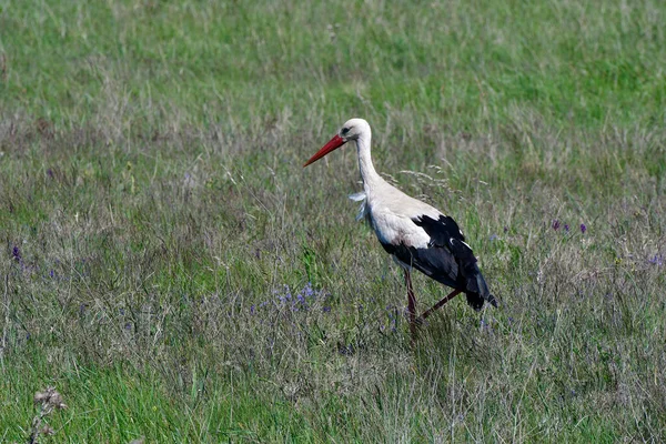 Austria White Stork National Park Neusiedler See Seewinkel Burgenland Part — Stock Photo, Image