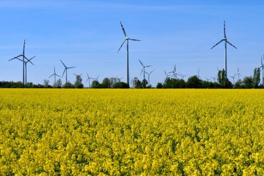 Avusturya, Arkasında çiçek açan bir kolza tarlası ve rüzgâr türbinleri olan manzara