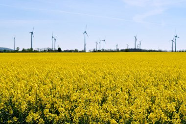 Avusturya, Arkasında çiçek açan bir kolza tarlası ve rüzgâr türbinleri olan manzara