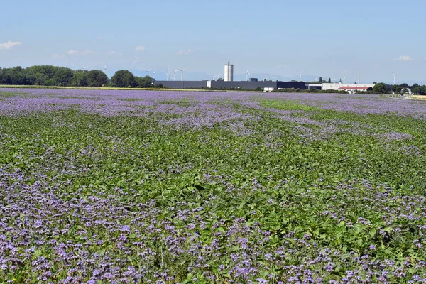 Austria Phacelia Sown Green Manure Improve Soil Also Useful Plant — Stock Photo, Image