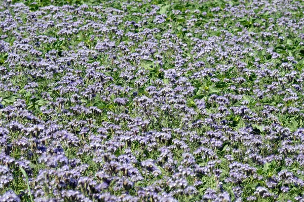 Rakousko Phacelia Zaseto Jako Zelené Hnůj Pro Zlepšení Půdy Ale — Stock fotografie