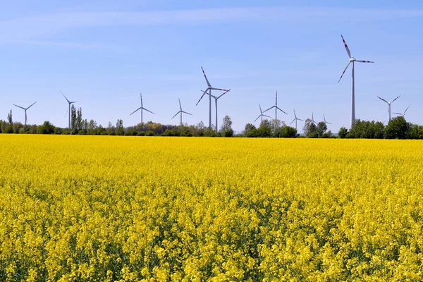 Austria Paisaje Con Campo Colza Flor Turbinas Eólicas Fondo — Foto de Stock