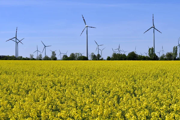 Austria Paisaje Con Campo Colza Flor Turbinas Eólicas Fondo — Foto de Stock