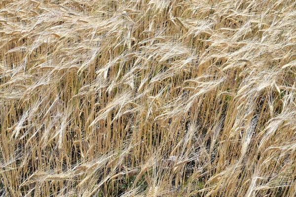 Austria Landscape Mature Rye Field Stock Picture