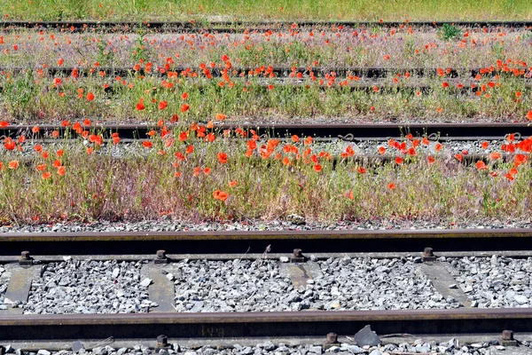 Áustria Trilhos Ferroviários Com Papoilas Selvagens Entre — Fotografia de Stock