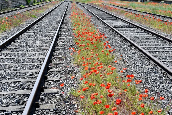 オーストリアの間に野生のケシのある鉄道線路 — ストック写真