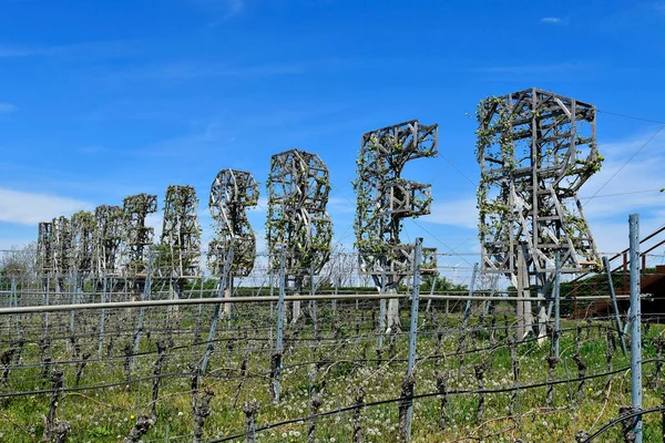 Andau Austria May 2021 Public Andreasberg Hill Neusiedlersee Seewinkel National — стокове фото