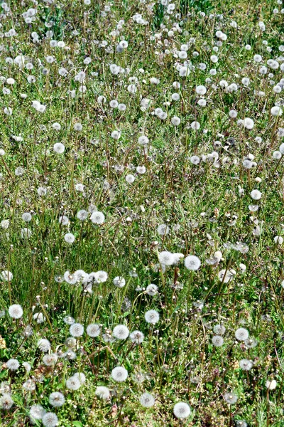 Austria Plantas Diente León Marchitas Prado — Foto de Stock