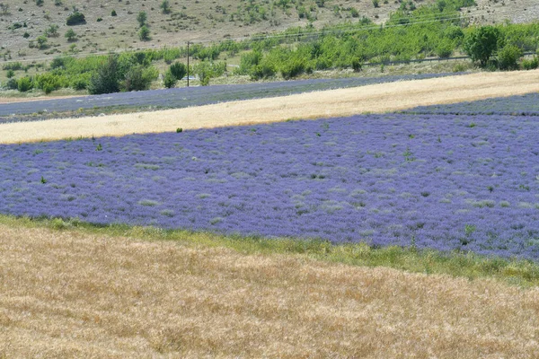 Grecia Campo Con Lavanda Kozani Macedonia Occidental — Foto de Stock