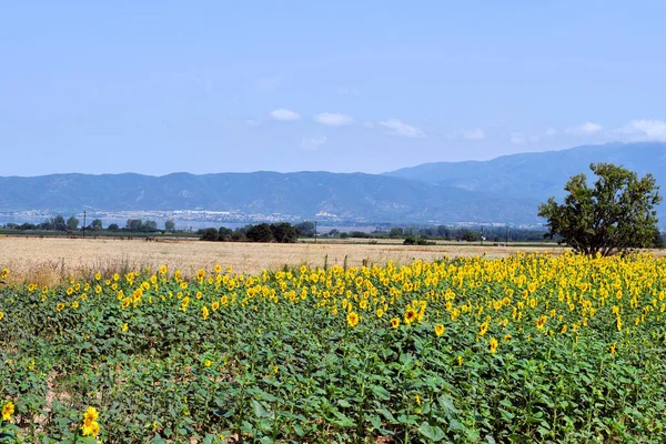 Grecia Lago Dojran Nella Macedonia Centrale Confine Tra Grecia Macedonia — Foto Stock