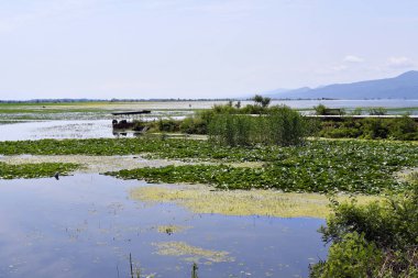 Yunanistan, Orta Makedonya 'daki Kerkini Gölü manzarası, göl su kuşları ve kaplumbağalar gibi diğer deniz canlıları için favori bir nokta.