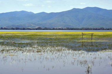 Yunanistan, Orta Makedonya 'daki Kerkini Gölü üzerindeki su kuşlarıyla manzara, göl su kuşları ve diğer deniz canlıları için favori bir nokta. 