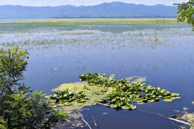 Yunanistan, Orta Makedonya 'daki Kerkini Gölü manzarası, göl su kuşları ve kaplumbağalar gibi diğer göl canlıları için favori bir yer.