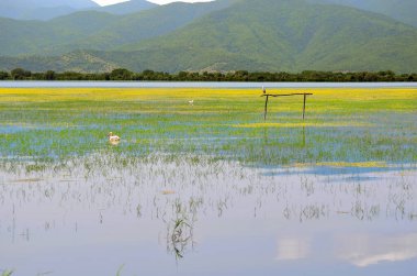Yunanistan ve Orta Makedonya 'daki Kerkini Gölü üzerindeki su kuşlarıyla manzara