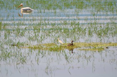 Yunanistan, Orta Makedonya 'daki Kerkini Gölü' nde büyük ibikli bir kuş yuvası