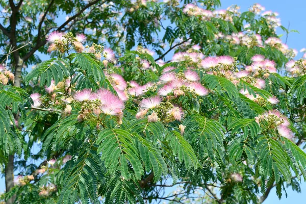 ギリシャ 開花雨の木 ミモザ科に属する — ストック写真