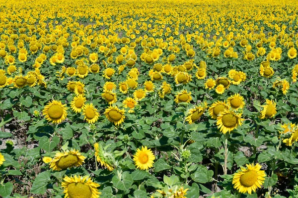 Austria Flowering Sunflower Field Lower Austria — Stock Photo, Image