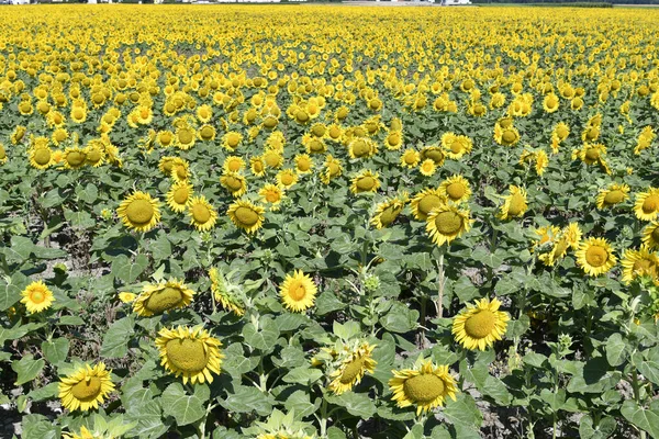 Austria Flowering Sunflower Field Lower Austria — Stock Photo, Image