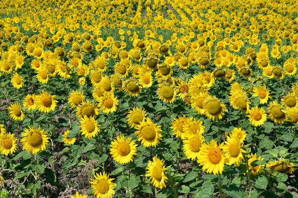 Austria Flowering Sunflower Field Lower Austria — Stock Photo, Image