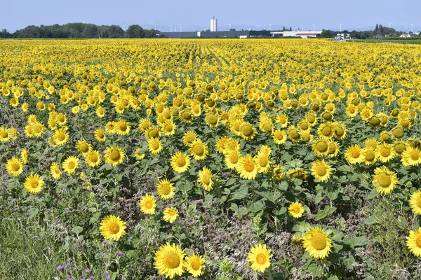 Austria Flowering Sunflower Field Lower Austria — Stock Photo, Image