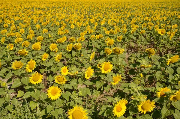 Austria Flowering Sunflower Field Lower Austria — Stock Photo, Image