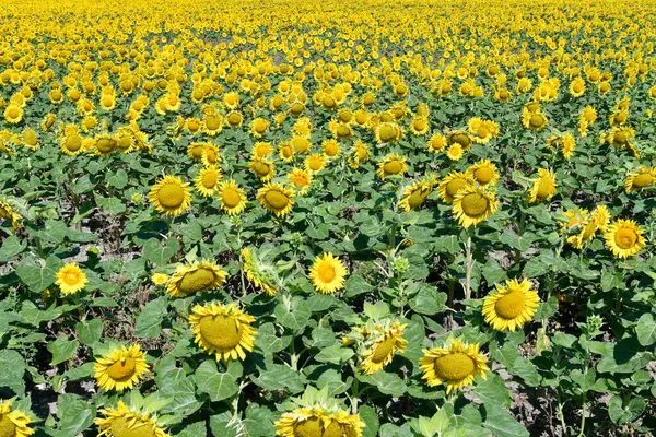 Austria Flowering Sunflower Field Lower Austria — Stock Photo, Image