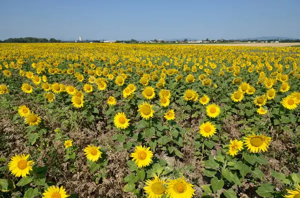 Austria Flowering Sunflower Field Lower Austria — Stock Photo, Image