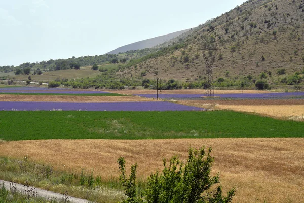 Grecia Campos Con Lavanda Grano Kozani Macedonia Occidental —  Fotos de Stock