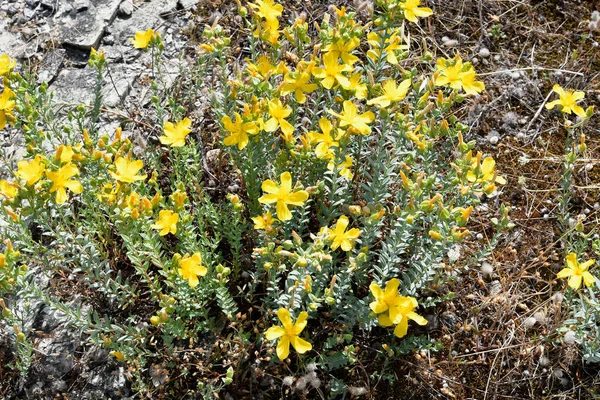 Grécia Johns Wort Flower — Fotografia de Stock