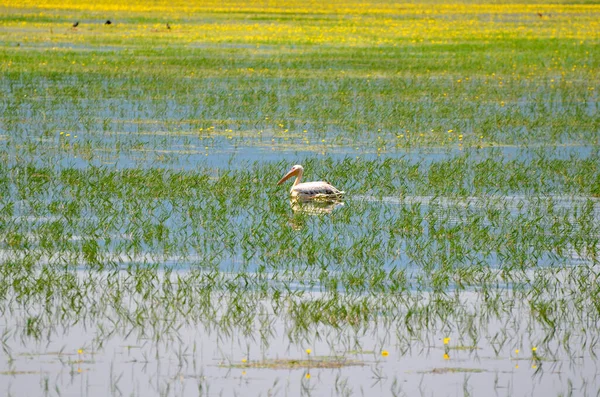 Grécia Paisagem Com Aves Aquáticas Lago Kerkini Macedônia Central — Fotografia de Stock