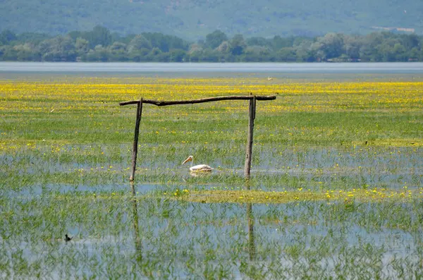Grecia Paisaje Con Aves Acuáticas Lago Kerkini Macedonia Central —  Fotos de Stock