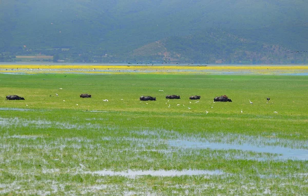 Grecia Paisaje Con Aves Acuáticas Búfalos Lago Kerkini Macedonia Central — Foto de Stock