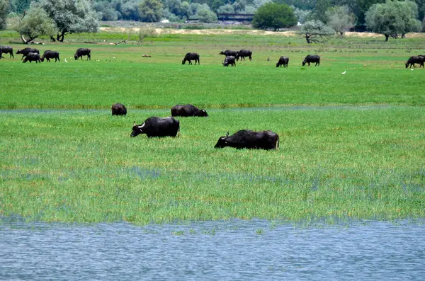 Grecia Paisaje Con Búfalos Agua Viva Gratis Lago Kerkini Macedonia — Foto de Stock