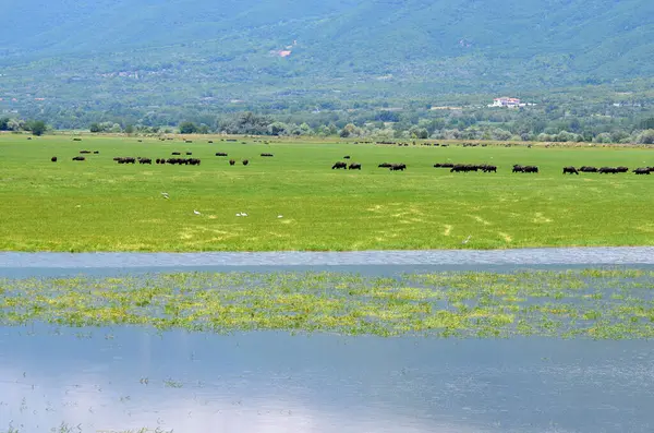 Grecia Paisaje Con Aves Acuáticas Búfalos Agua Lago Kerkini Macedonia — Foto de Stock