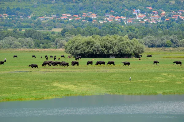 Grecia Búfalo Agua Que Vive Naturaleza Lago Kerkini Macedonia Central — Foto de Stock