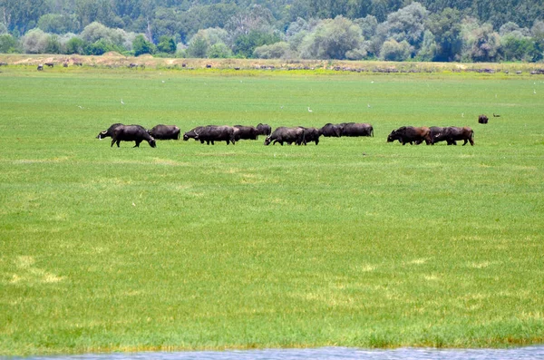 Greece Water Buffalo Living Wild Lake Kerkini Central Macedonia — Stock Photo, Image