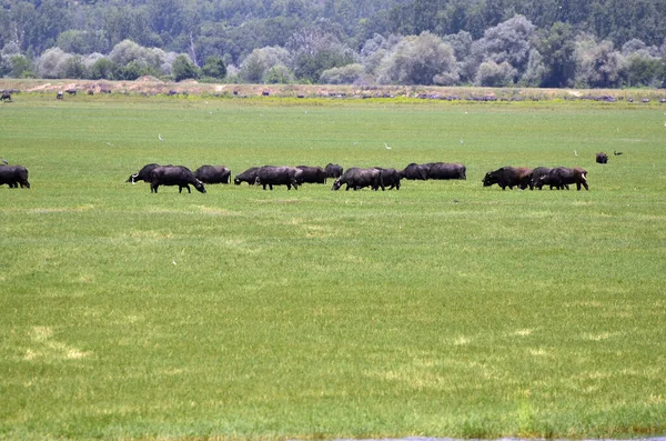 Greece Water Buffalo Living Wild Lake Kerkini Central Macedonia — Stock Photo, Image