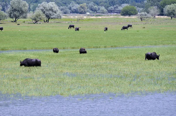 Greece Landscape Water Buffalo Lake Kerkini Central Macedonia — Stock Photo, Image