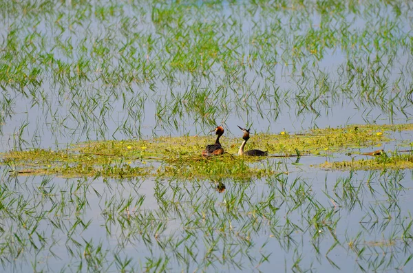 Grécia Ninho Grande Grebe Crista Lago Kerkini Macedônia Central — Fotografia de Stock