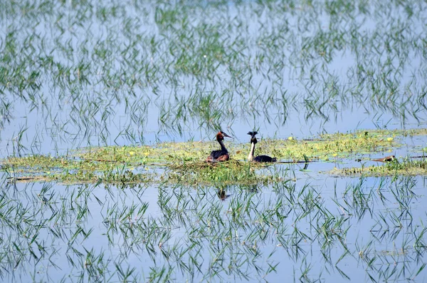 Greece Nest Great Crested Grebe Lake Kerkini Central Macedonia — Stock Photo, Image